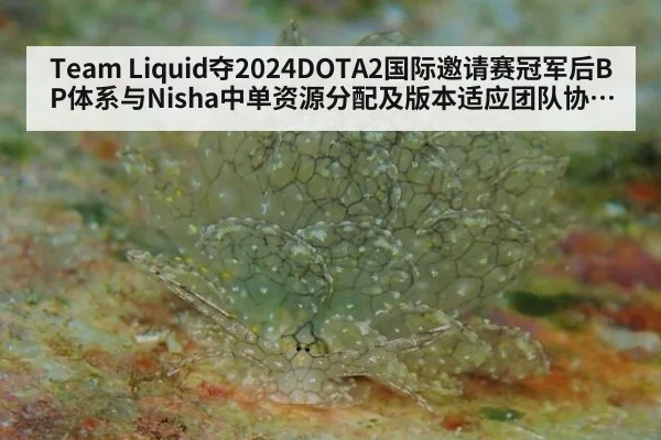 Team Liquid夺2024DOTA2国际邀请赛冠军后BP体系与Nisha中单资源分配及版本适应团队协作解析